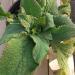 Perene: Digitalis purpurea - naprstak, slika1
